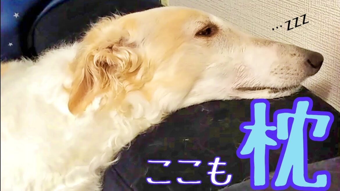 【ボルゾイ】大型犬はどこでも寝れる！すべてが枕に【超大型犬】