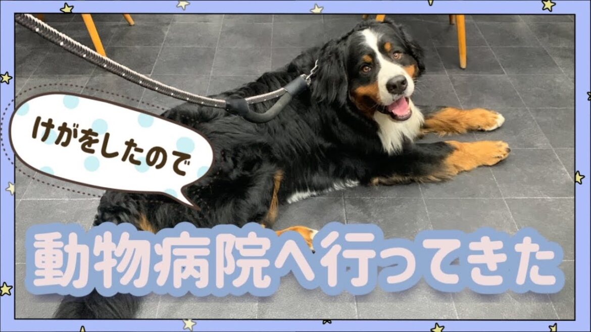足を痛めたバーニーズマウンテンドッグ