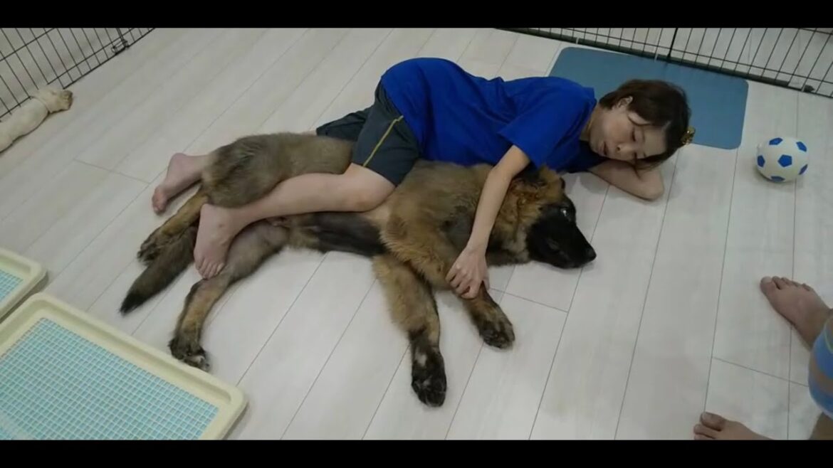 【超大型犬】　ボーズの成長２　Leonberger　レオンベルガー