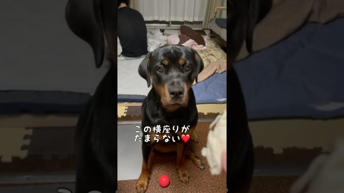 【大型犬】ササミ食べたいと話すロットワイラー #shorts