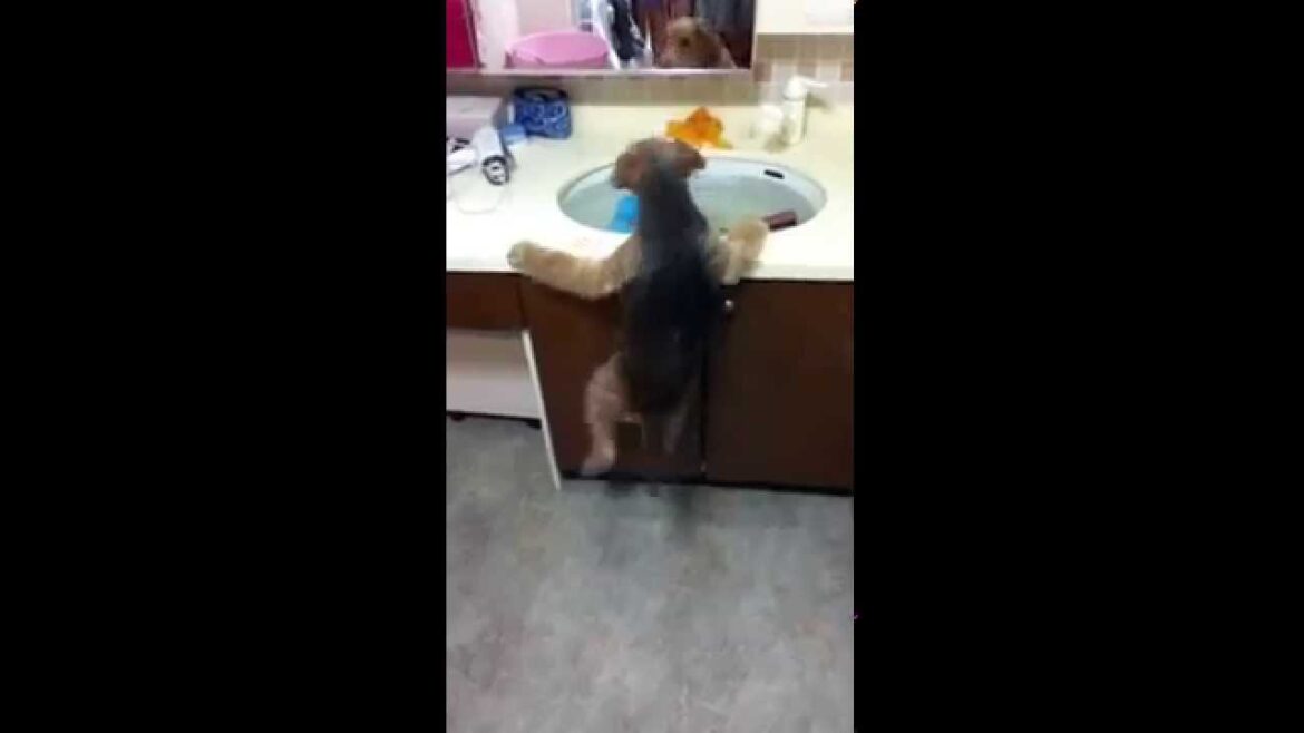 Welsh Terrier (ウェルシュテリア) 　ボール欲しいよぉ〜！