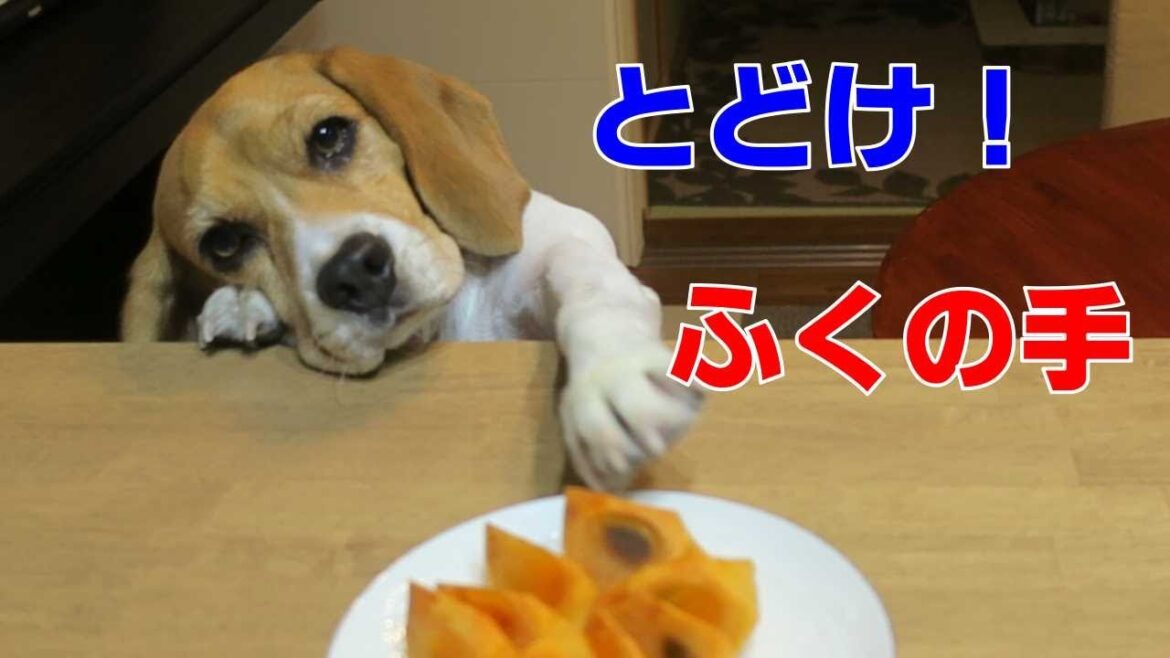 キッチンカウンター 【おてんばビーグルふくちゃん】その210
