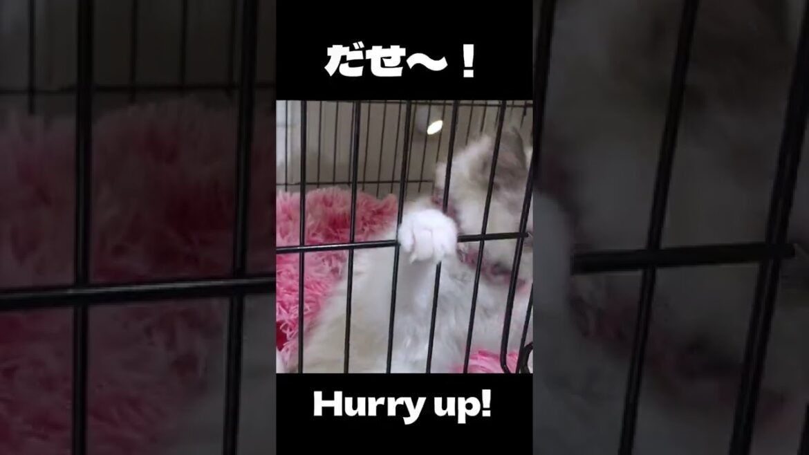 ラグドールの子猫の出せ出せアピール 【猫の鳴き声】#shorts