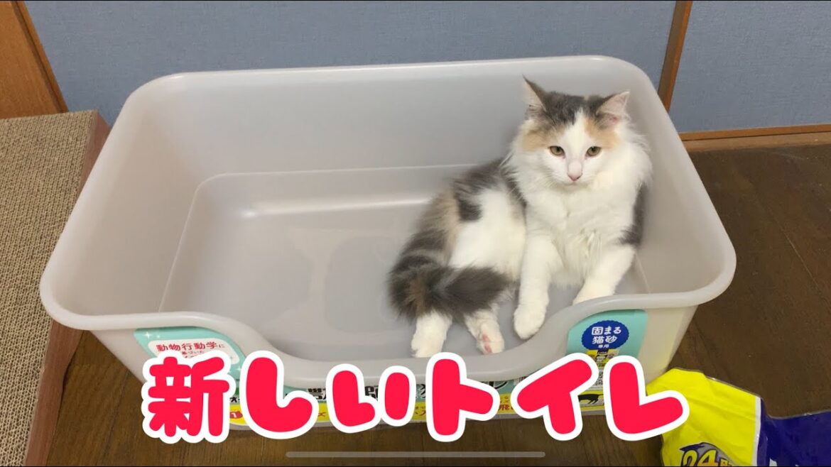 多頭飼いでのトイレの注意点【ノルウェージャンフォレストキャットと三毛猫】　新しいおすすめトイレを気に入るかな？　LIONの獣医師開発の猫トイレ　猫