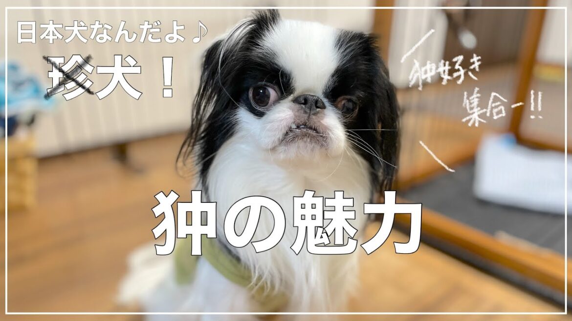 狆のマロ＊飼い主による【狆の魅力】をご紹介します！
