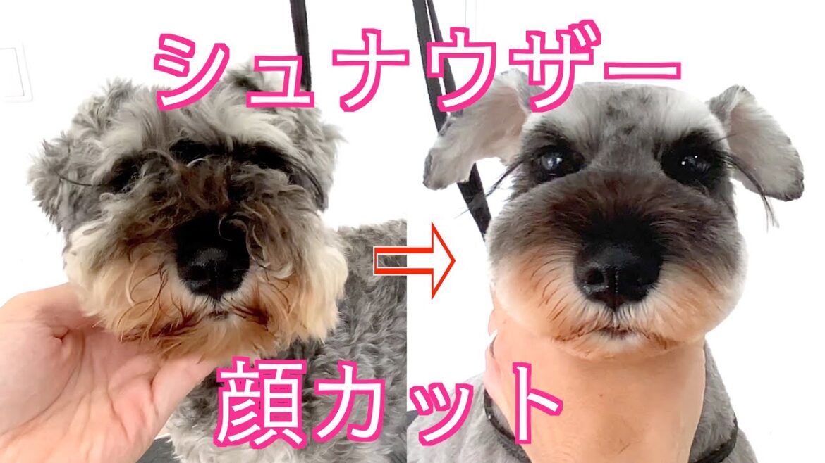 【トリミング】シュナウザーの顔カット✂︎ まつ毛残し  Schnauzer grooming 【トリミング】シュナウザーの顔カット✂︎ まつ毛残し  Schnauzer grooming