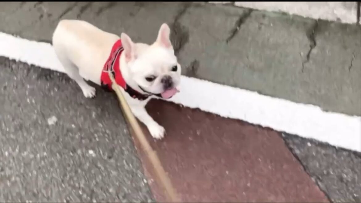 多頭飼いの夢もちょっぴりあるのだ【フレンチブルドッグ frenchbulldog】