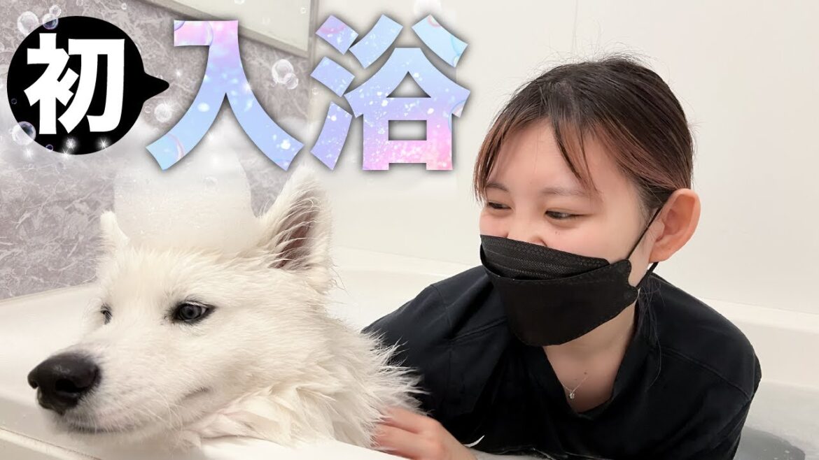初入浴が気持ち良すぎてとろけるサモエド犬【大型犬の子犬】