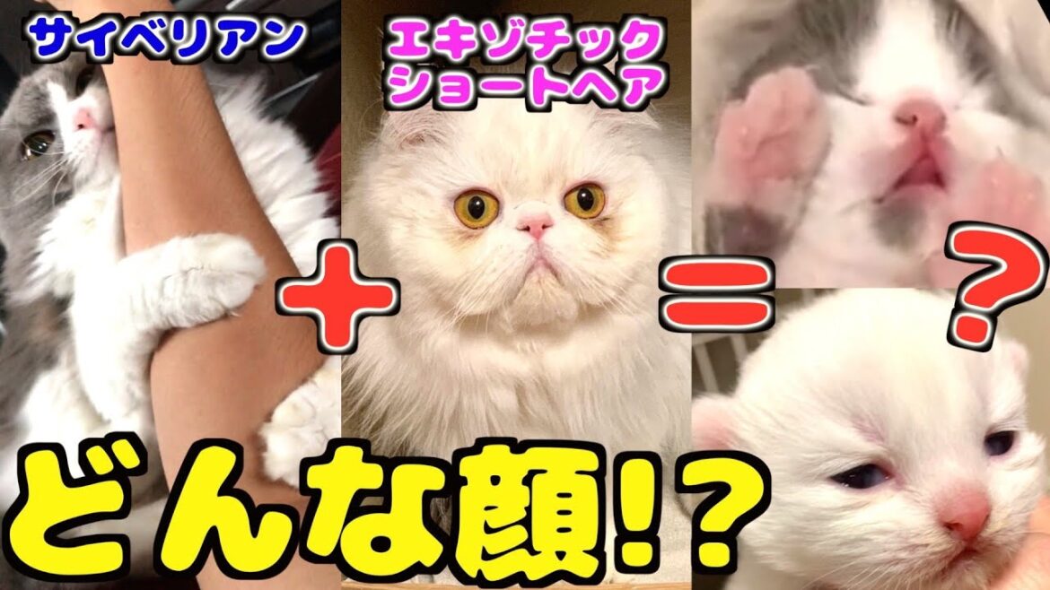 生後15日目!サイベリアンとエキゾチックショートヘアのハーフはどんな顔になる!?【子猫の成長日記 #15】 生後15日目!サイベリアンとエキゾチックショートヘアのハーフはどんな顔になる!?【子猫の成長日記 #15】