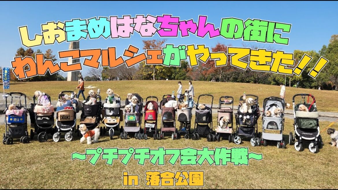 【シーズー】しおまめはなちゃんの街にわんこマルシェがやってきた!!感動の再会と出会い♡プチオフ会したよ♪#オフ会#kisowanko#多頭飼い 【シーズー】しおまめはなちゃんの街にわんこマルシェがやってきた!!感動の再会と出会い♡プチオフ会したよ♪#オフ会#kisowanko#多頭飼い