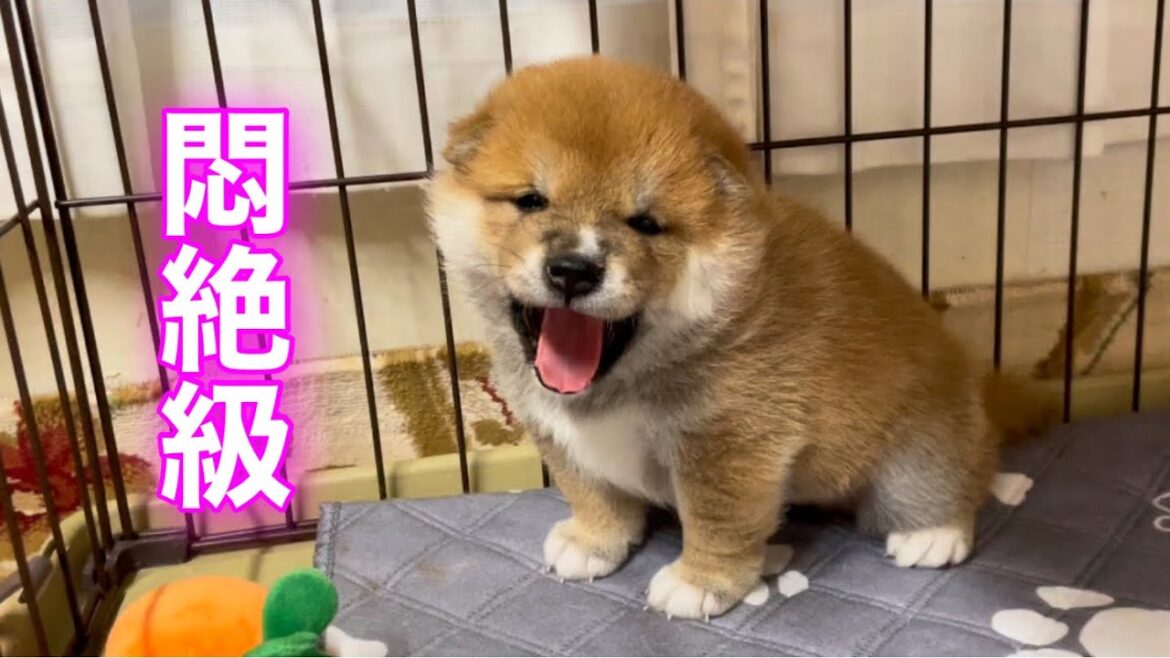 柴犬子犬の毎日のおはようがかわいすぎました！