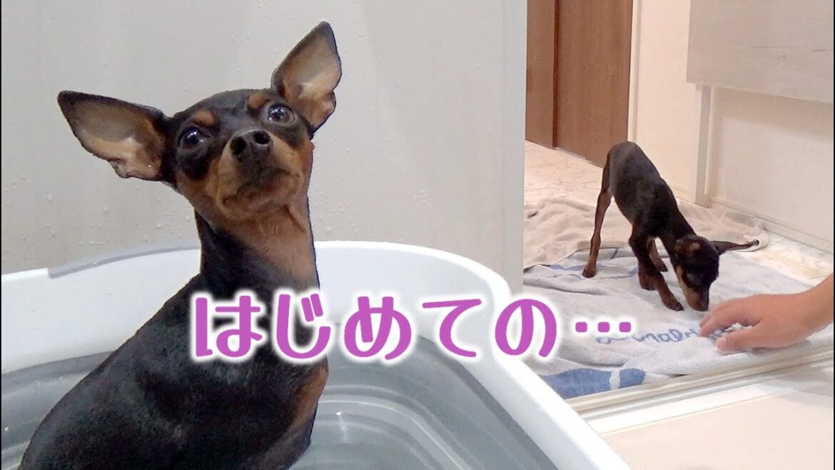 ミニピンの子犬が初めてのお風呂に挑戦しました！