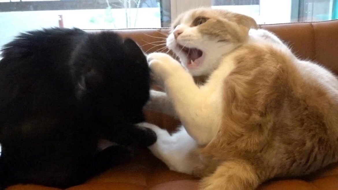 まさか毛繕いされると思わなかった兄猫【難病FIPの投薬17日目】85話