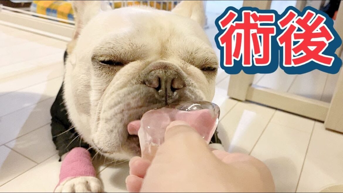 術後のご報告と様子など【フレンチブルドッグ frenchbulldog】