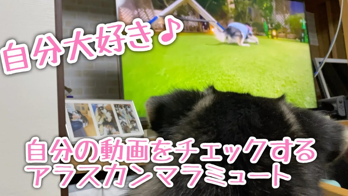 自分の動画を見て興奮するアラスカンマラミュート【桜空】