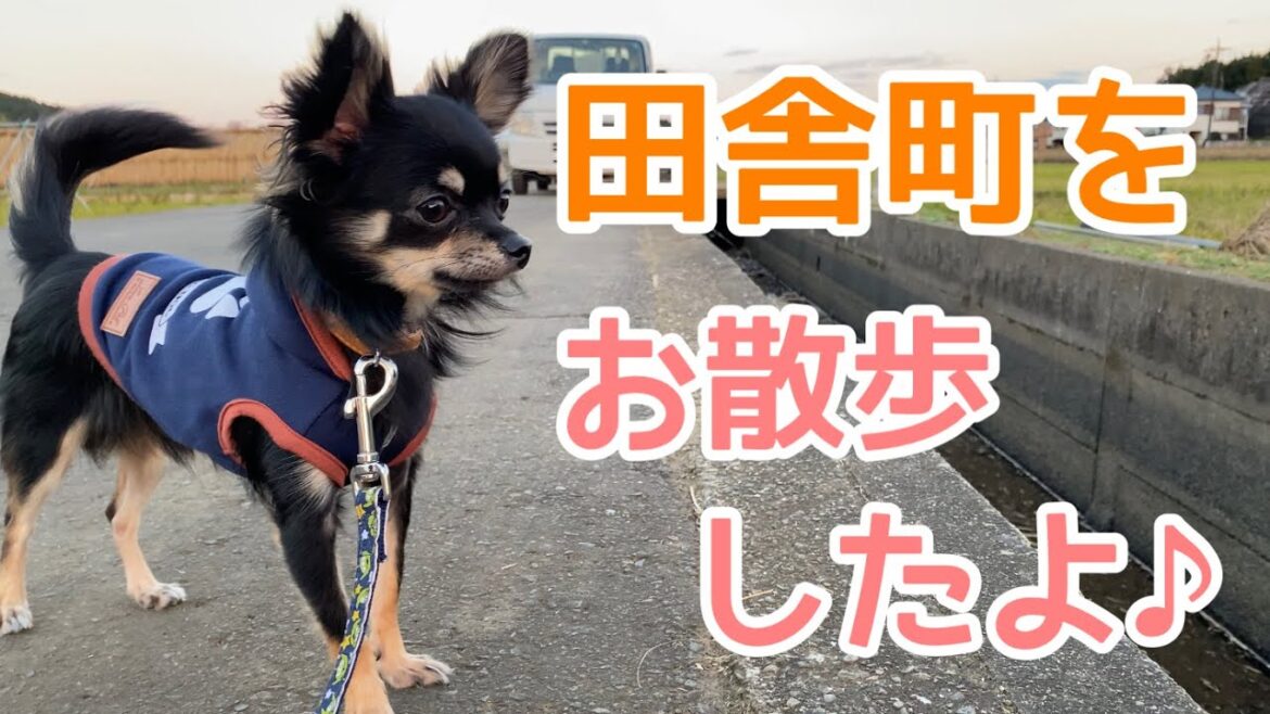 田舎町をお散歩したよ♪【可愛い犬｜ロングコートチワワのウルくん】