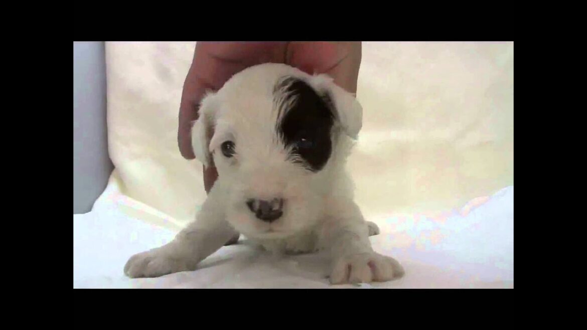シーリハムテリアの子犬