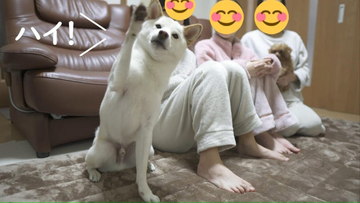 旅行に行きたい人！って聞いくと家族で一番元気に手を上げて返事する柴犬【癒し】