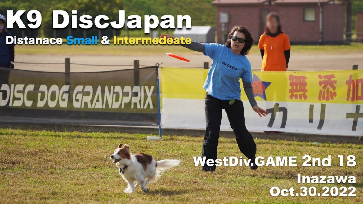 テラちん2等賞。ピコはドベ3。 ディスクドッグ大会@K9DJ 稲沢 Oct30.2022 コーイケルホンディエのテラとノバスコシアダックトーリングレトリバーのピコとの暮らし テラちん2等賞。ピコはドベ3。 ディスクドッグ大会@K9DJ 稲沢 Oct30.2022 コーイケルホンディエのテラとノバスコシアダックトーリングレトリバーのピコとの暮らし