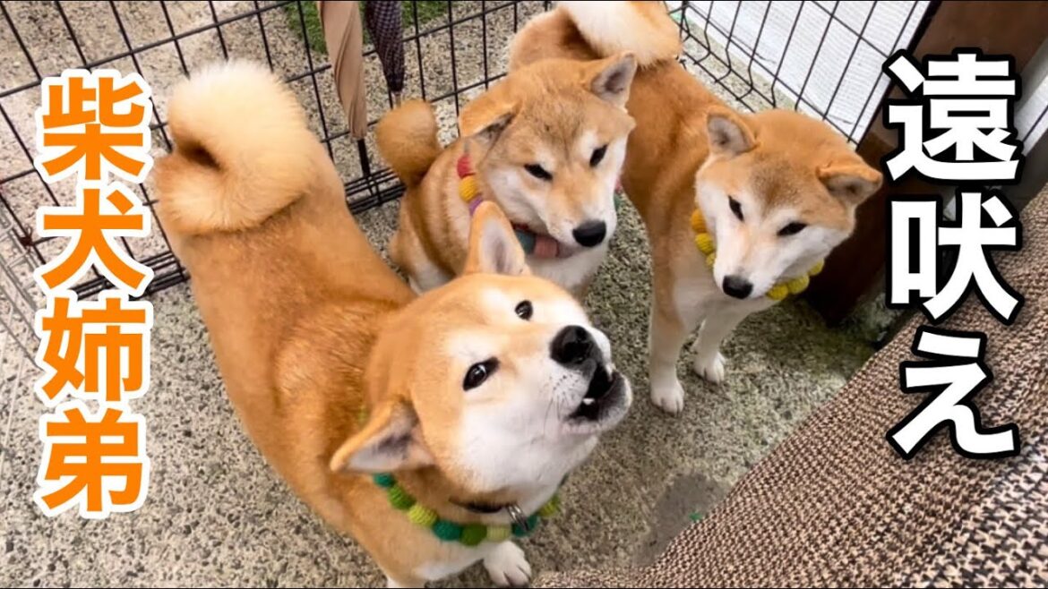 サイレンに共鳴した柴犬ゆず茶の遠吠え初公開！
