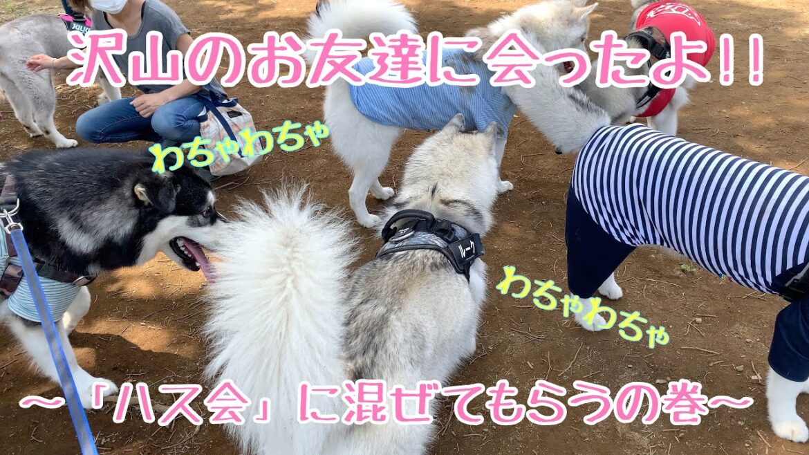 【パラダイス】ハス会に潜入するアラスカンマラミュート