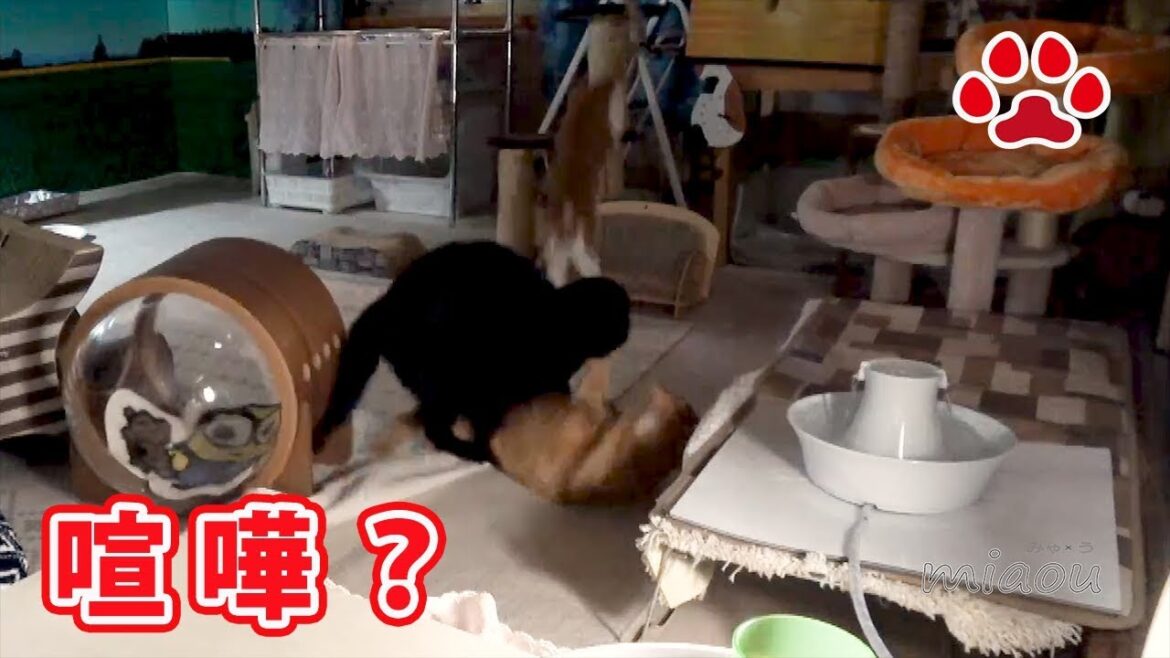 黒猫がアビシニアンの取っ組み合い A black cat jumped on Abyssinian 【瀬戸の黒猫日記】