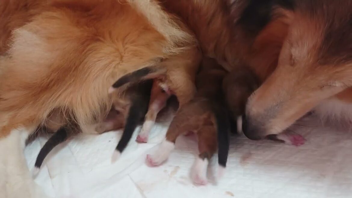 ラフコリーMotherlakecollies　ＰＡＭの子　生後4日目　20220514