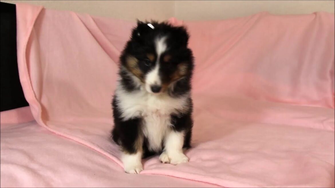 シェットランドシープドッグ子犬販売、ID9666