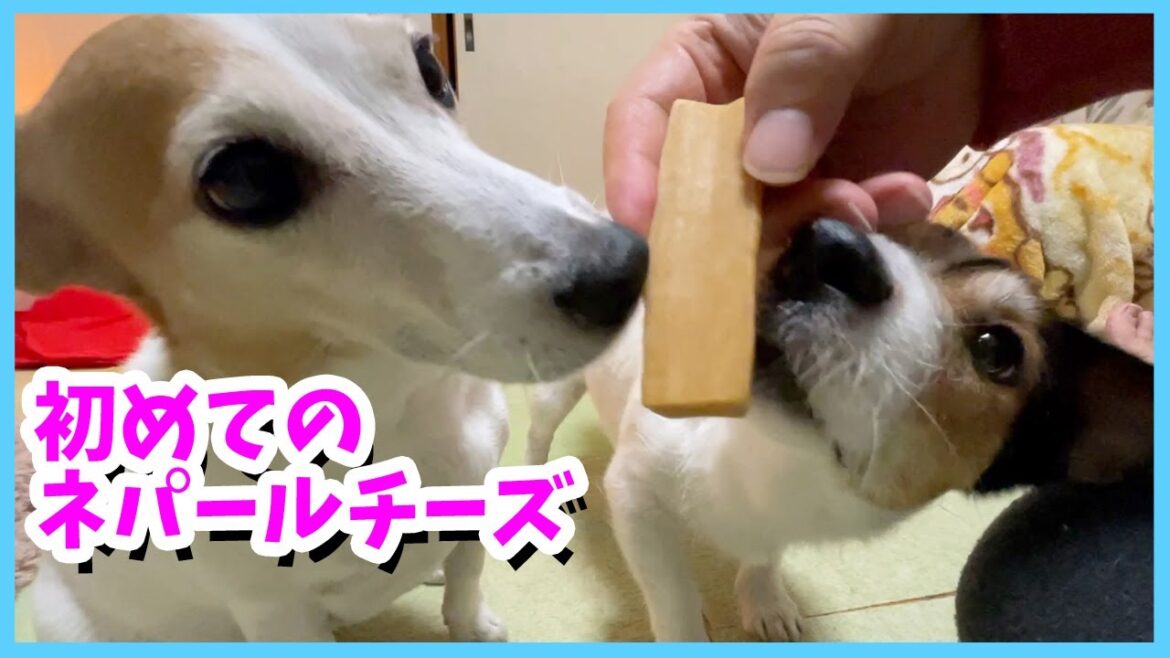 初めてネパールチーズを食べたジャックラッセルテリアの反応が楽しすぎた 初めてネパールチーズを食べたジャックラッセルテリアの反応が楽しすぎた