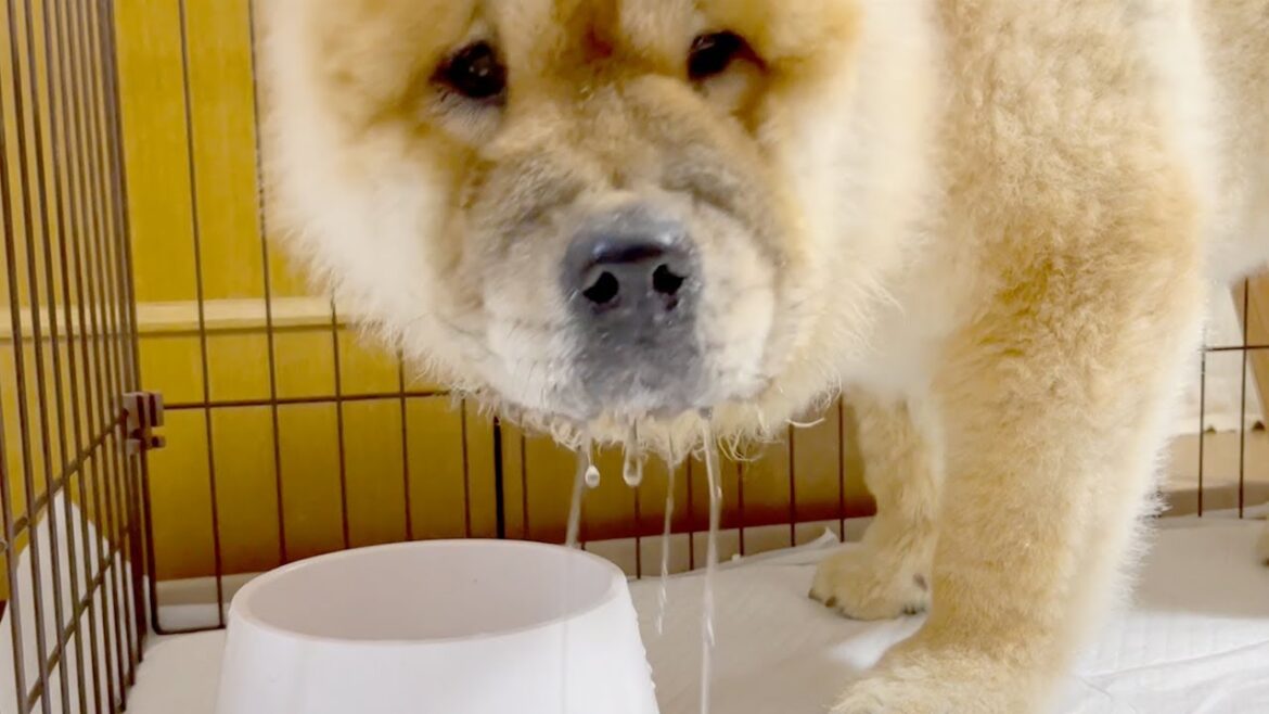 散歩直後に顔面で水をガブ飲みするチャウチャウ犬