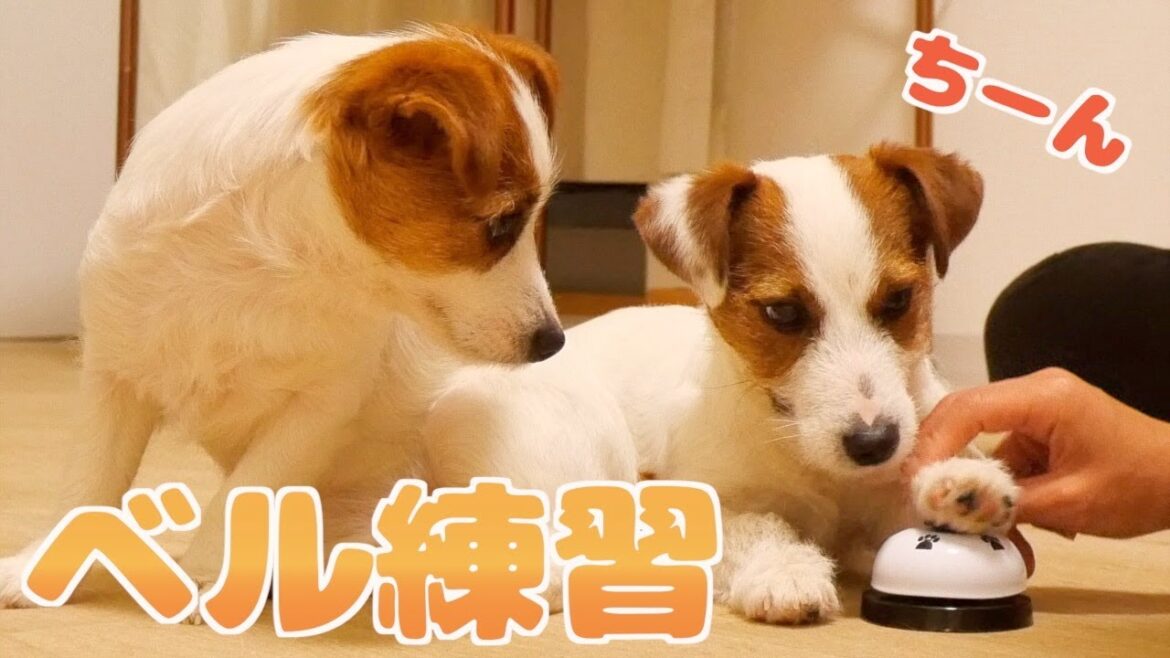小さな頭でちゃんと考えてベル練習を頑張る兄犬と子犬/The dogs practicing the bell are cute