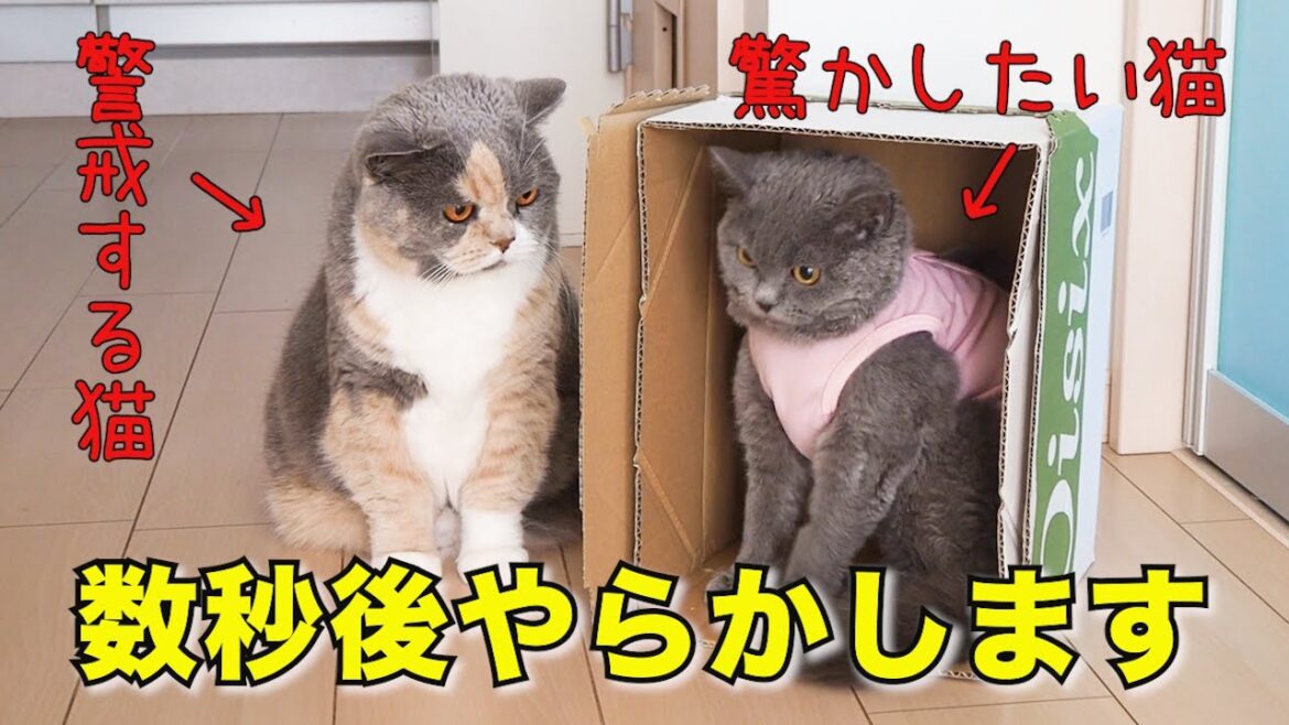 いたずらっ子完全復活！！｜セルカークレックス｜ブリティッシュショートヘア