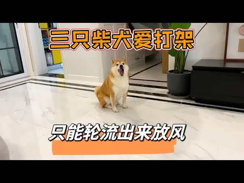 三只柴犬经过半年的相处还是喜欢打架,只能分配好时间轮流出来 三只柴犬经过半年的相处还是喜欢打架,只能分配好时间轮流出来