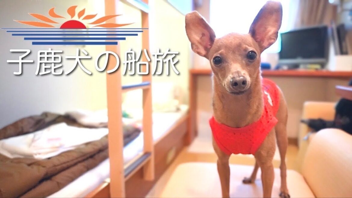 【愛犬と船旅】ウィズペットルームで行く弾丸旅行が楽しすぎた/さんふらわあ【元保護犬/ミニピン】 【愛犬と船旅】ウィズペットルームで行く弾丸旅行が楽しすぎた/さんふらわあ【元保護犬/ミニピン】