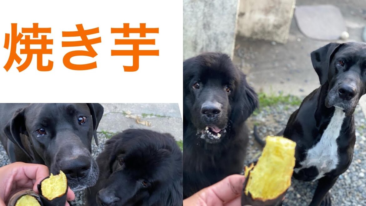 愛犬と焼き芋🍠 超大型ボス君クィーンちゃん❤️ ニューファンドランド グレートデン 多頭飼育 犬好き 猫好き