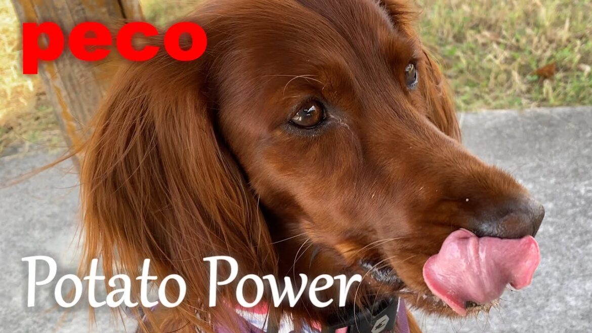 ポテトパワー（peco　Potato Power）　アイリッシュセター（アイリッシュセッター）  Irish Setor（Irish Setter）