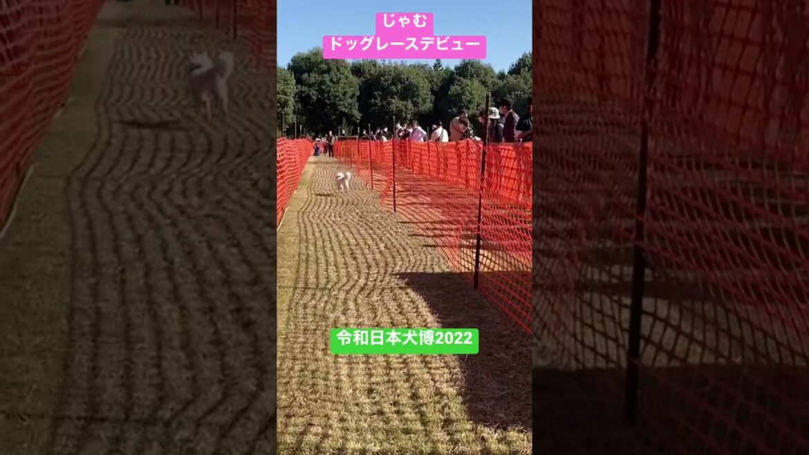 初めてのドッグレース！【日本スピッツじゃむの頑張り】