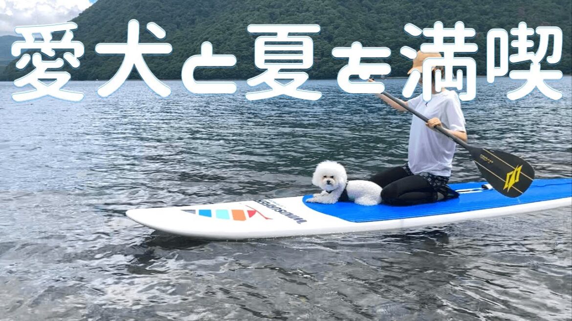 ビションフリーゼと湖を遊び尽くす 夏を大満喫できました ビションフリーゼと湖を遊び尽くす 夏を大満喫できました