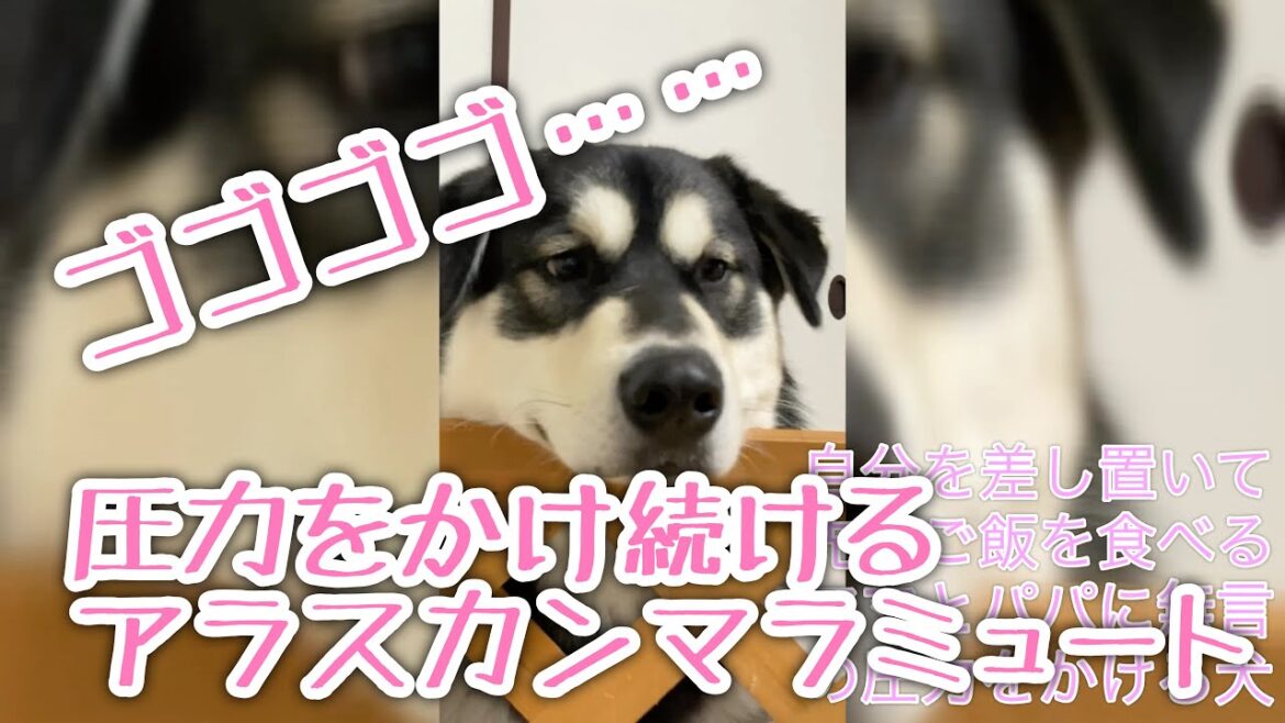 無言の圧力をかけるアラスカンマラミュート