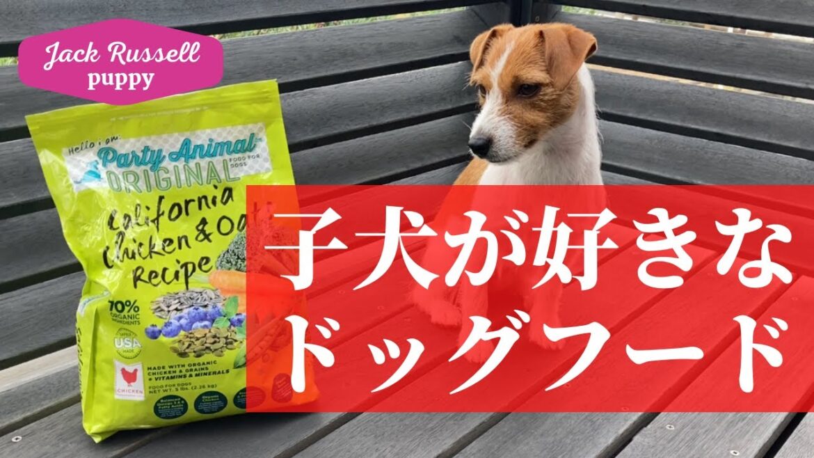 【子犬におすすめのドッグフード】ジャックラッセルテリアのマーレ Jack Russell Terrier puppy