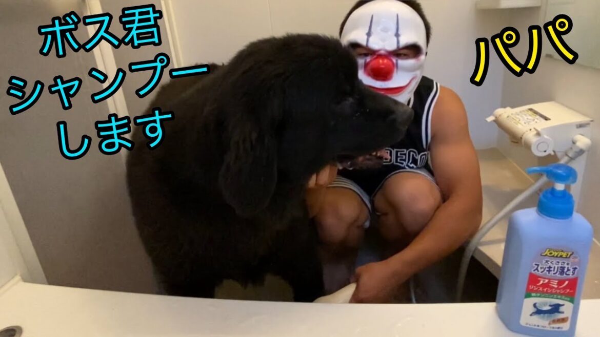 ニューファンドランド シャンプー 🧴‎◌𓈒𓐍 超大型犬 ボス君 お風呂でシャンプー❤️ グレートデンクィーン 多頭飼育