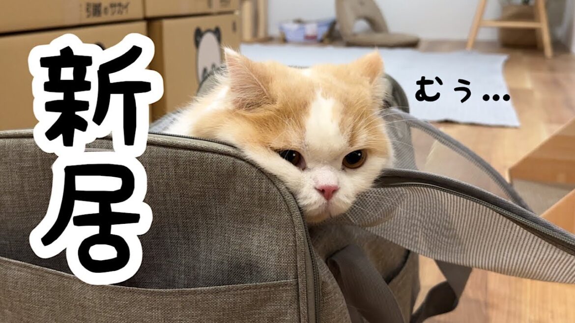 はじめて新居に来た猫がこんなことになるなんて… はじめて新居に来た猫がこんなことになるなんて...