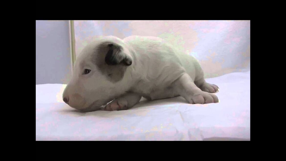 ミニチュアブルテリアの子犬05