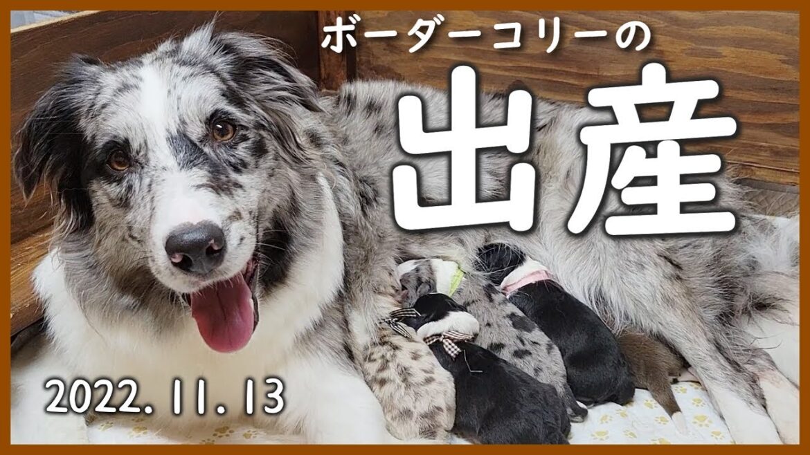 【閲覧注意】【犬の出産】生まれてきてくれて ありがとう♪ 【ボーダーコリー】