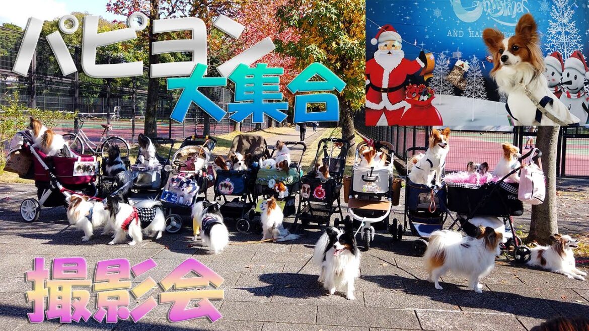 【パピヨンだらけ】#37 パピヨン大集合(深北緑地公園)【ふわログ】 【パピヨンだらけ】#37 パピヨン大集合(深北緑地公園)【ふわログ】