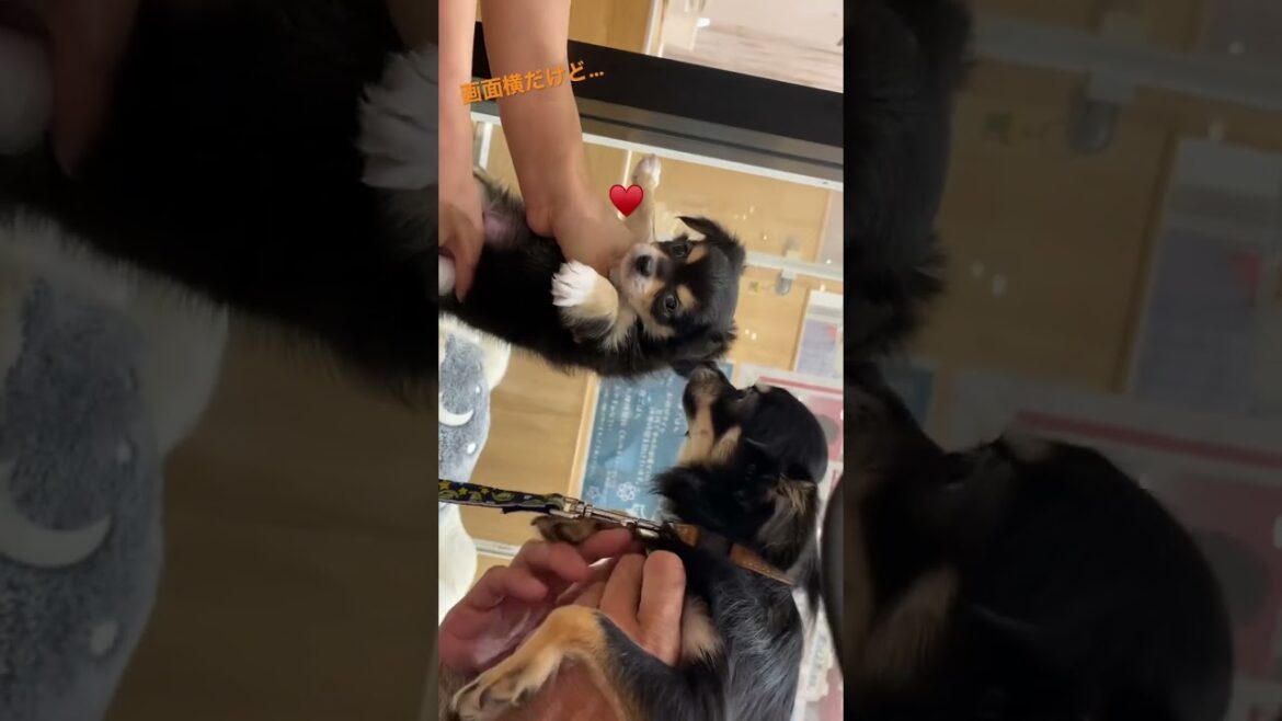 かわいい犬|ロングコートチワワのウルくん【赤ちゃんチワワとご対面～かわいいがすぎる♡】