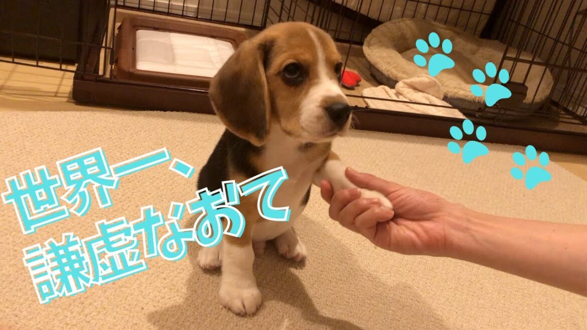 【ビーグル🐶セブ】世界一謙虚なおて【子犬のしつけ】 【ビーグル🐶セブ】世界一謙虚なおて【子犬のしつけ】