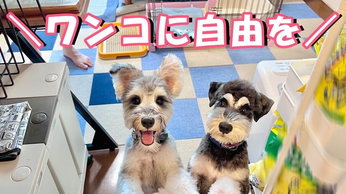 【リビングフリーへの道】１００均グッズでリビングフリー用の柵を作ってみた！【ミニチュアシュナウザー多頭飼い】