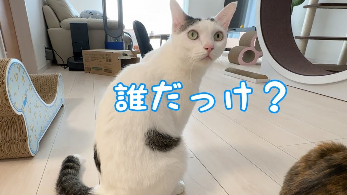 ママが復活したら猫たちの反応がひどかった…