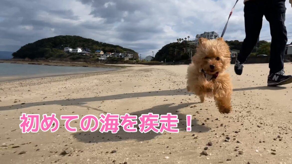 【緊急事態】愛犬のトイプードルと初めて浜辺を訪れたら顔が大変な事に！